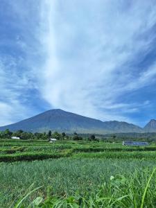 a field of grass with a mountain in the background at Family rinjani bungalow in Sajang