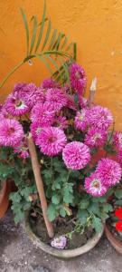 a bunch of pink flowers in a pot next to a wall at Kiran Guest House in Kolkata
