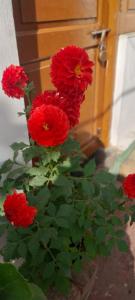 Kiran Guest House في كولْكاتا: حفنة من الزهور الحمراء على النباتات