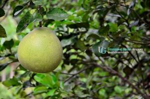 Fotografie z fotogalerie ubytování บ้านสวนอุดมสวัสดิ์ อัมพวา v destinaci Amphawa + 2 fotografie