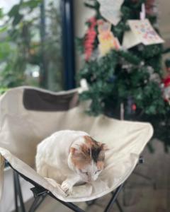 un chat assis sur une chaise devant un arbre de Noël dans l'établissement Follow Me designed B&B, à Dongshan