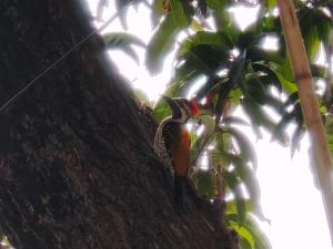 a bird is sitting in a tree at Kiran Guest House in Kolkata