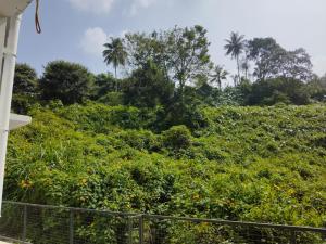 un seto de vegetación con palmeras en el fondo en GREEN FIELD APPARTMENTS en Mananthavady