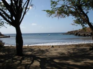 un arbre sur une plage avec l'océan dans l'établissement Casa Tartaruga, à Carriçal