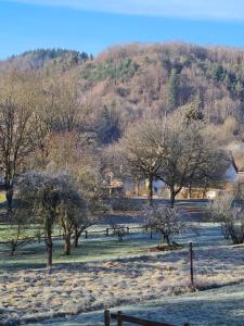 een veld met bomen en een heuvel op de achtergrond bij Ferienwohnung Burgblick in Pelm