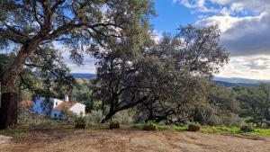 a tree on a hill with a house in the background at Casa Rural La Era 2 - Adults Only in Aracena