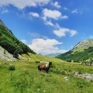 brązowy koń stojący na polu trawy w obiekcie Katun Mokra accommodation & horseback riding w mieście Podgorica