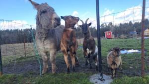 un grupo de animales de pie junto a una valla en Agroturystyka na Słonecznej Orawie u Dzikich en Jabłonka