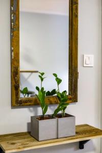 een spiegel en twee planten op een houten plank bij River House - J&D Apartamenty in Szczecin