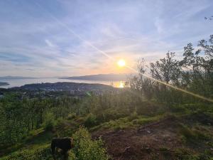 a cow standing on a hill with the sunset in the background at Private Mountain Apartment in Narvik