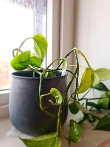 a plant in a pot sitting on a window sill at Cosy Holiday Apt Close to Gondola and Town Center in Narvik