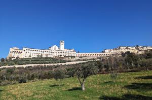 un grand bâtiment au sommet d'une colline avec un arbre dans l'établissement Assisi Suite Relax, Bilocale nel centro storico, à Assise