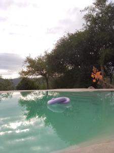 un frisbee púrpura en un charco de agua en Camino al Cuadrado en Río Ceballos