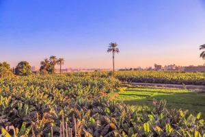 a field of crops with palm trees in the background at Villa Desert Rose in Luxor