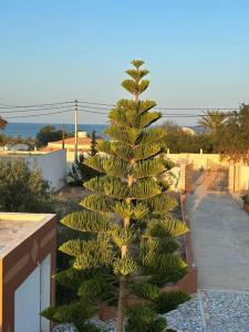 a small pine tree with bananas on it at Villa spacieuse 200 m à la plage in Zarzis