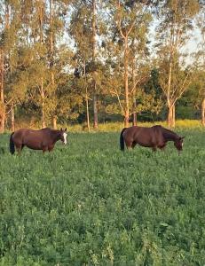 dos caballos pastando en un campo de hierba en Casa de Campo en LA GUAPEADA POLO, Pilar en Pilar