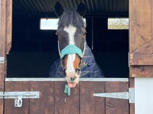 Animale la sau în apropiere de acest apartament