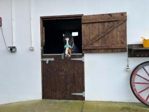 Imagine din galeria proprietății Toddys Hideaway în Cavan