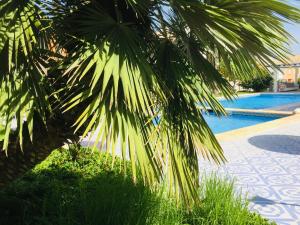 a palm tree next to a swimming pool at CasasQuesada in Ciudad Quesada