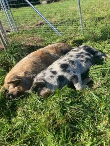 ein im Gras liegendes Schwein in der Unterkunft Ferienhaus FRIEDLHOF in Langschlag