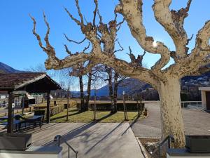 Locanda La Pignatta في Arogno: شجرة في حديقة مع طاولة وكراسي