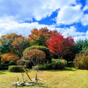 eine Gruppe von Bäumen mit Herbstfolien auf einem Feld in der Unterkunft さいの郷「椛」 in Kagamino