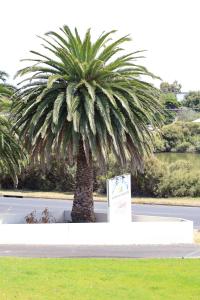 una palmera al lado de una carretera en Robetown Motor Inn & Apartments, en Robe