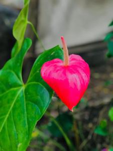 a pink flower is next to a green plant at Near The Canal Homstay in Sigiriya