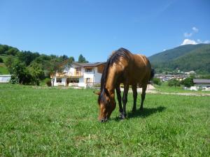 ein braunes Pferd, das auf einem Grasfeld weidet in der Unterkunft Agriturismo Fattoria Dalcastagnè in Torcegno