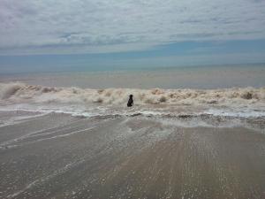 Billede fra billedgalleriet på 24 Gower Holiday Village i Reynoldston + 4 billeder