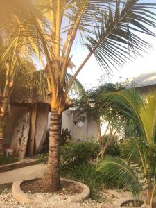 a palm tree in front of a building at Gabibo Kendwa Beach House in Kendwa
