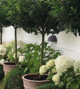 trois potiers avec des fleurs blanches en pots dans l'établissement The Briarcroft, à Goole