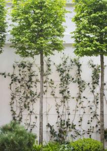 un groupe d'arbres devant un mur blanc dans l'établissement The Briarcroft, à Goole