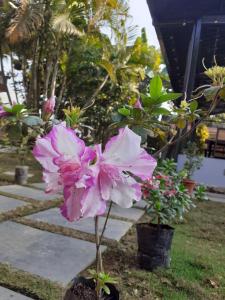 Taman di luar Hotel Vibe by Solitary
