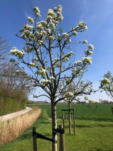 Κήπος έξω από το Villa Alba, Walcheren