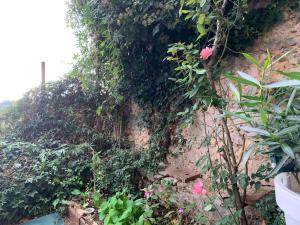 Vonkajšia záhrada v ubytovaní Casa antica Maremma Toscana
