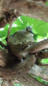 a bird sitting in a nest in a tree at Recanto dos pássaros in Garibaldi