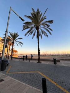 Estudio en Palma de Mallorca a metros de la playa في كان باستيليا: نخلة في شارع بجانب الشاطئ
