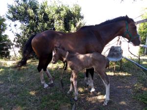 a baby horse standing next to a large horse at Hospedaje San Mayol 