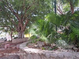 un giardino con palme e un muro in pietra di Confortable y colorida casa con piscina a Cancún