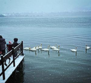 a group of people watching swans in the water at Art of Harmony in Piatra Neamţ