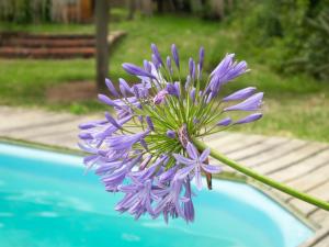a purple flower is growing next to a pool at Coco Loco Lodge in La Paloma