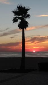 una palmera en la playa al atardecer en Penagoda Beach House, en Espinho