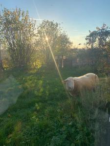 a sheep standing in the grass in a field at Apartment am Innradweg in Gars am Inn