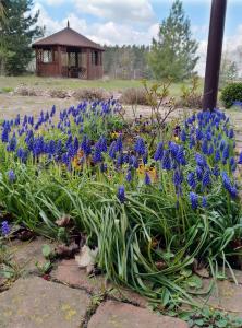 um jardim de flores azuis com um gazebo ao fundo em Gospodarstwo Agroturystyczne w Łoskoniu Starym 