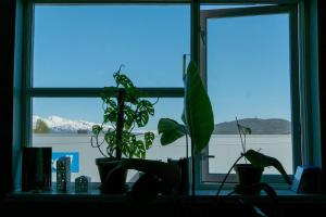 a window with potted plants on a window sill at Cozy apartment with sea view in Tromsø