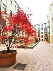 a tree with red leaves in a pot on a street at Gold City Point Piotrkowska 37 in Łódź