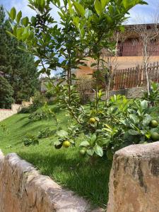 a lemon tree in a yard next to a wall at PousadaRR in Iupeba