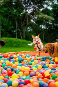 two dogs are playing with a large pile of balls at Surya-Pan Hotel Refúgio in Campos do Jordão
