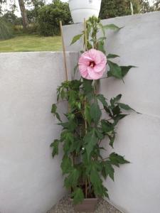 una flor rosa en una planta junto a una pared en Le Chalange, en Lapenty